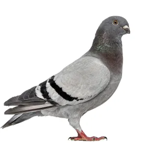 Homing Pigeon Print - Isolated on White Homing Pigeon Print - Isolated on White