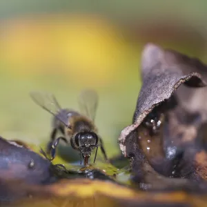Honey bee (Apis apis) drinking