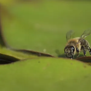 Honey bee (Apis mellifera) drinking