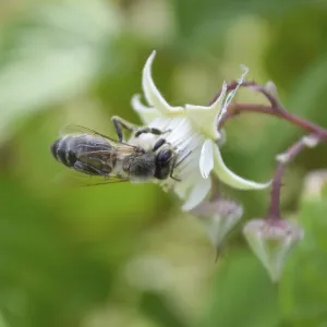 Honeybee collecting nectar form raspberrie flower Honeybee collecting nectar form raspberrie flower