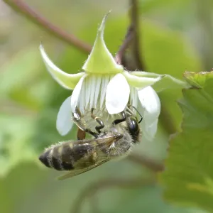 Honeybee collecting nectar form raspberrie flower Honeybee collecting nectar form raspberrie flower