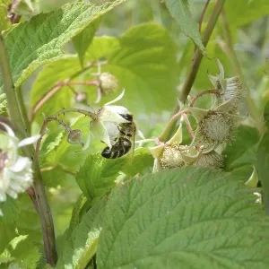 Honeybee collecting nectar form raspberrie flower Honeybee collecting nectar form raspberrie flower