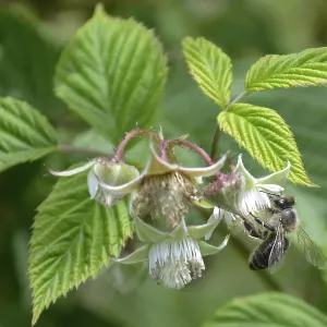 Honeybee collecting nectar form raspberrie flower Honeybee collecting nectar form raspberrie flower