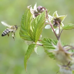 Honeybee flying to reach raspberrie flower Honeybee flying to reach raspberrie flower