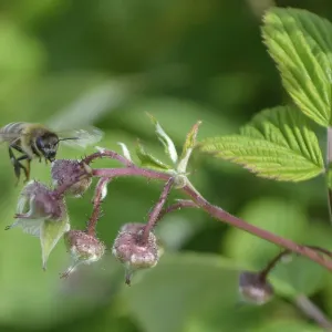 Honeybee flying to reach raspberrie flower Honeybee flying to reach raspberrie flower