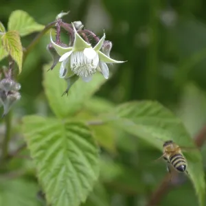Honeybee shoot from behid, flying to reach raspberry flower Honeybee shoot from behid, flying to reach raspberry flower