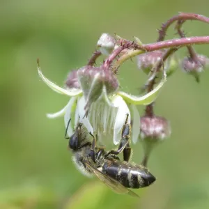 Honeybee standing upside down on raspberry flower Honeybee standing upside down on raspberry flower
