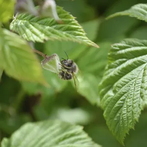 Honeybee trying to collect nectar from closed raspberry flower Honeybee trying to collect nectar from closed raspberry flower
