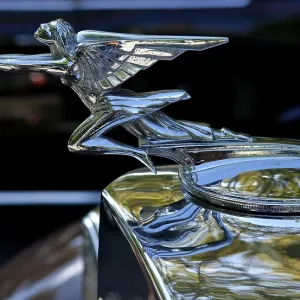 1933 Packard Hood Ornament Print, Belvidere Classic Car Show