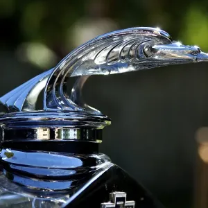Chevrolet Hood Ornament Print at Belvidere Classic Car Show Chevrolet Hood Ornament Print at Belvidere Classic Car Show
