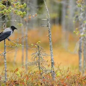 Hooded Crow, Corvus cornix, in orange forest leaves Hooded Crow, Corvus cornix, in orange forest leaves