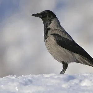 Hooded crow (Corvus corone cornix) in winter Hooded crow (Corvus corone cornix) in winter