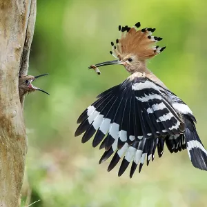Hoopoe (Upupa epops) approaching nesting hole while feeding a young bird