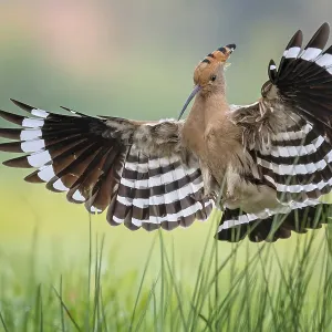 Hoopoe (Upupa epops) Bird of the Year 2022