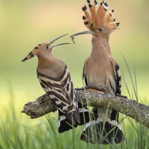 Hoopoe (Upupa epops) Bird of the Year 2022