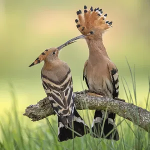 Hoopoe (Upupa epops) Bird of the Year 2022