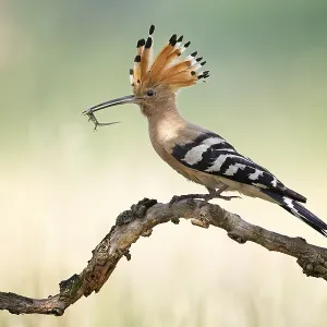 Hoopoe (Upupa epops) Bird of the Year 2022