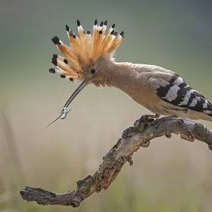 Hoopoe (Upupa epops) Bird of the Year 2022