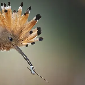 Hoopoe (Upupa epops) Bird of the Year 2022