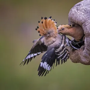 Hoopoe (Upupa epops) Bird of the Year 2022