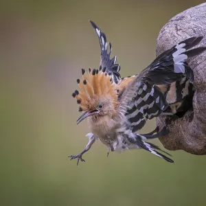 Hoopoe (Upupa epops) Bird of the Year 2022