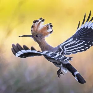 Hoopoe (Upupa epops) Bird of the Year 2022