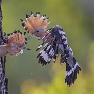 Hoopoe (Upupa epops) Bird of the Year 2022