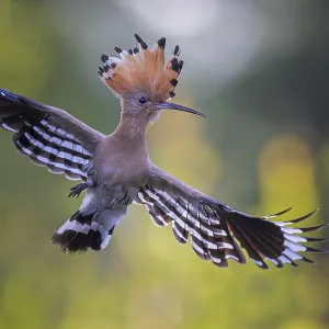 Hoopoe (Upupa epops) Bird of the Year 2022