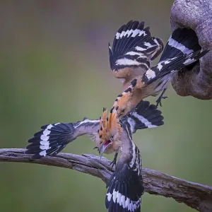 Hoopoe (Upupa epops) Bird of the Year 2022