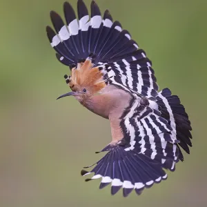 Hoopoe (Upupa epops) Bird of the Year 2022