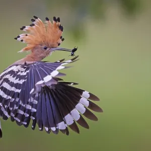 Hoopoe (Upupa epops) Bird of the Year 2022