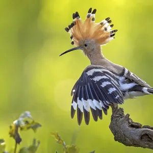 Hoopoe (Upupa epops) bird of the year 2022