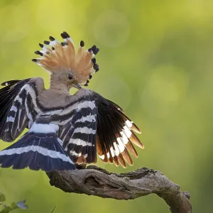 Hoopoe (Upupa epops) bird of the year 2022
