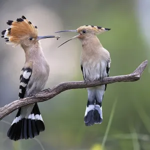 Hoopoe (Upupa epops) bird of the year 2022