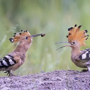 Hoopoe (Upupa epops) bird of the year 2022