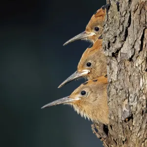 Hoopoe (Upupa epops) bird of the year 2022