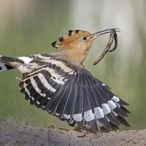 Hoopoe (Upupa epops) bird of the year 2022