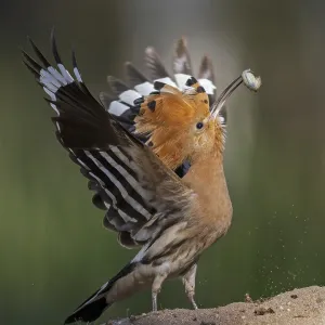 Hoopoe (Upupa epops) bird of the year 2022