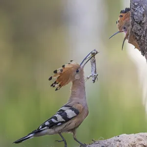 Hoopoe (Upupa epops) bird of the year 2022