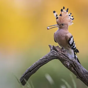 Hoopoe (Upupa epops) Print, 2022 Hoopoe (Upupa epops) Print, 2022