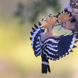Hoopoe (Upupa epops) Print - 2022 Bird of the Year Hoopoe (Upupa epops) Print - 2022 Bird of the Year