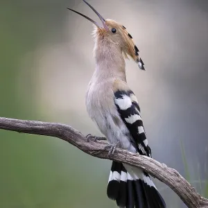 Hoopoe (Upupa epops) Print - Male in Courtship Display Hoopoe (Upupa epops) Print - Male in Courtship Display
