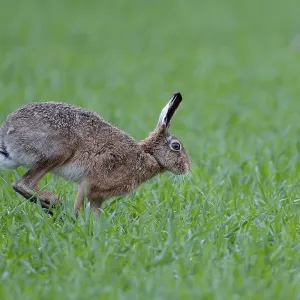Hopping Brown Hare Print, Texel Island, Netherlands Hopping Brown Hare Print, Texel Island, Netherlands