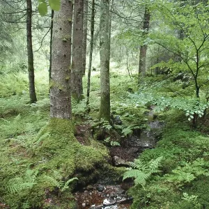Horbacher Moor Urberg Dachsberg Suedschwarzwald Baden Wuerttemberg Germany Horbacher Moor Urberg Dachsberg Suedschwarzwald Baden Wuerttemberg Germany