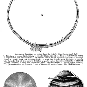 Horizontal cross-section of right eye