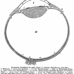 Horizontal cross section of right eye