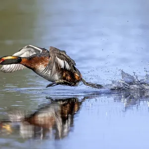 Horned grebe, Slavonian grebe (Podiceps auritus) Horned grebe, Slavonian grebe (Podiceps auritus)