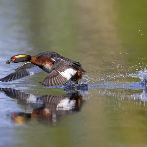 Horned grebe, Slavonian grebe (Podiceps auritus) Horned grebe, Slavonian grebe (Podiceps auritus)