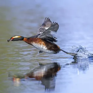 Horned grebe, Slavonian grebe (Podiceps auritus) Horned grebe, Slavonian grebe (Podiceps auritus)