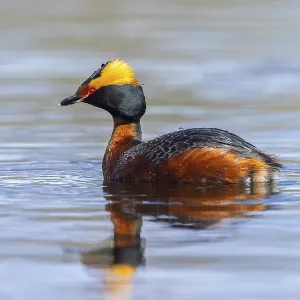 Horned grebe, Slavonian grebe (Podiceps auritus) adult in breeding plumage swimming in pond in spring Horned grebe, Slavonian grebe (Podiceps auritus) adult in breeding plumage swimming in pond in spring